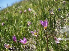 Tulipa-humilis_Ятыргварта_цветение